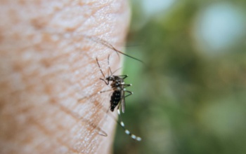 Chikungunya-láz: újabb szúnyog terjesztette betegség terjed Kínában