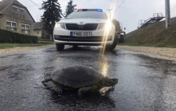 Teknős lassította a forgalmat Lengyeltótinál