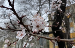 Nem jár sokkal előrébb a természet az ilyenkor szokásosnál
