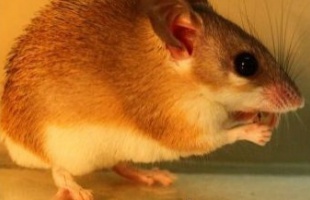 A sivatagi egér és a mustárolajbomba esete