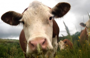 Somogy megyében is megjelent a kéknyelv betegség