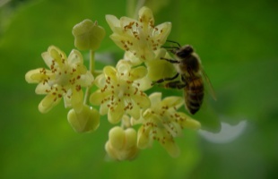 A zselici hársméz hungarikummá minősítésén dolgozik a Zselici Méhész Egyesület