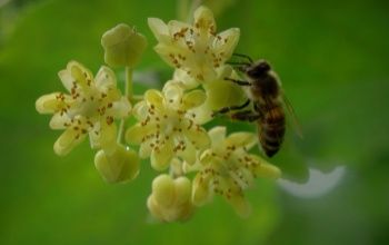A zselici hársméz hungarikummá minősítésén dolgozik a Zselici Méhész Egyesület