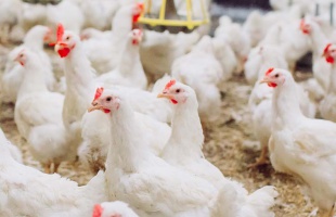 406 millió forint támogatást nyert a SZIE Kaposvári Campusa és a Bonafarm konzorciuma