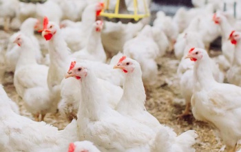 406 millió forint támogatást nyert a SZIE Kaposvári Campusa és a Bonafarm konzorciuma