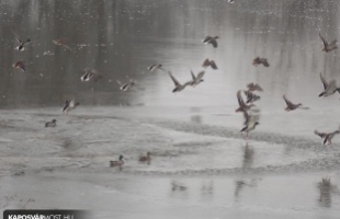 Vadkacsák a télben