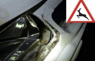 Vadveszélyre figyelmezteti az autósokat a rendőrség