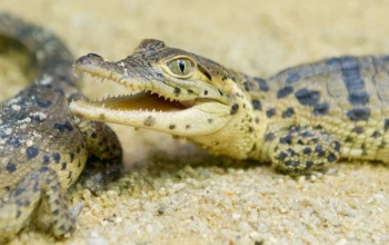 Változnak a veszélyes állatok tartásának szabályai