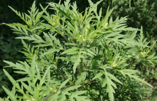 Kövesse a Parlagfű Pollen Riasztási Rendszert!