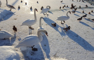 Találtak influenzás hattyúkat a Balatonnál, de ez nem rendkívüli