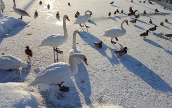 Találtak influenzás hattyúkat a Balatonnál, de ez nem rendkívüli