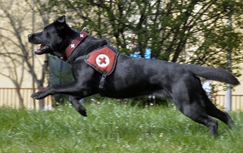 Magyar eb a világ legjobb mentőkutyái között