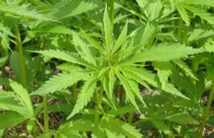 Kannabisz a börtönkertben