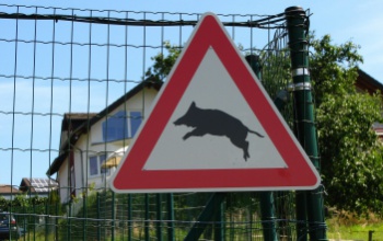STOP! a vadkároknak Kaposváron
