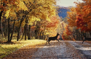 Döbbenet: a vadgázolások száma éves szinten elérheti a negyvenezret is hazánkban