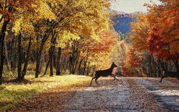 Döbbenet: a vadgázolások száma éves szinten elérheti a negyvenezret is hazánkban
