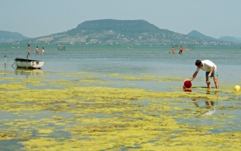 Megjelent a vizsgálat a Balaton vízminőségéről
