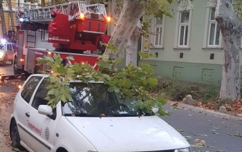 A fákat és a vezetékeket tépázta meg a szerdai vihar Kaposváron