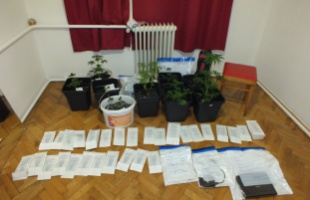 Kannabisz ültetvény a családi házban