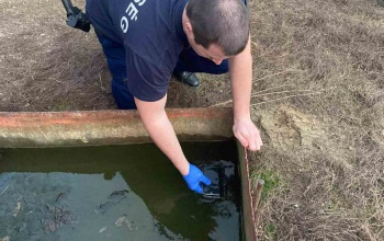 Telefont lopott az idős férfi, aztán a kacsaitatóban rejtette el