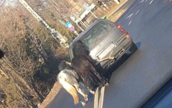 Amikor nem a kocsi elé, hanem mögé fogják be a lovakat