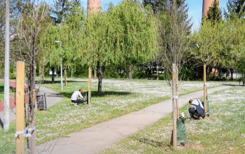 500 fát ültetnek idén Kaposváron