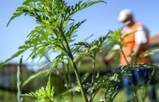 Az Agrárminisztérium parlagfűmentesítési akciót indít