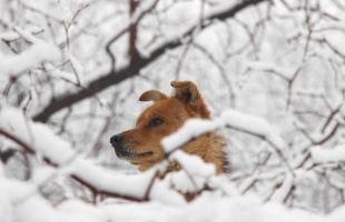 A hétvégén ismét mínusz 20 fok alá hűlhet a levegő