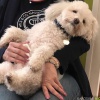 Mazsola a bájos bichon bolognese a Most Médiacsoport vezetőségét erősíti