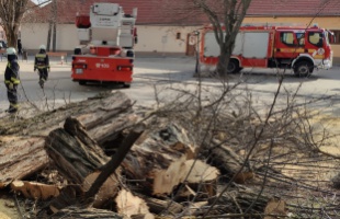 Veszélyesen megdőlt fához riasztották a tűzoltókat