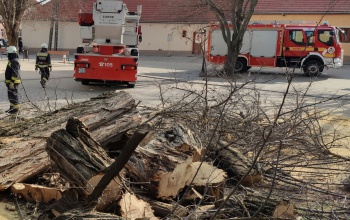 Veszélyesen megdőlt fához riasztották a tűzoltókat