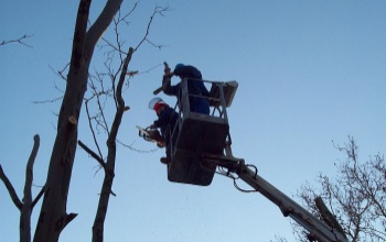 Metszik a kaposvári közterületi fákat a hétvégén