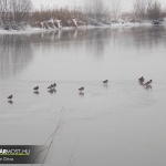 Kacsák a Hársas-Berki víztározó kisgyaláni szakaszán
