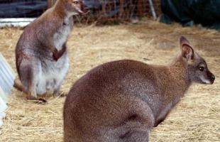 Skippy ismét útnak indult, ezúttal a párját is magával csalogatta