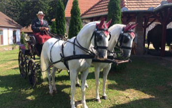 Fogathajtók csatáztak a fiadi évadzárón