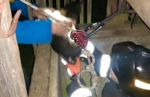 Vemhes macskát mentett a KÖTÉL