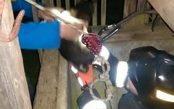 Vemhes macskát mentett a KÖTÉL