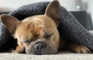 Francia bulldog - a kurta farkú, denevérfülű fiatal fajta