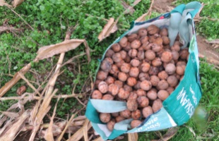 Újabb razzia a diólopások megakadályozására – öt embert fogtak el a fonyódi rendőrök