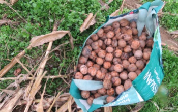 Újabb razzia a diólopások megakadályozására – öt embert fogtak el a fonyódi rendőrök