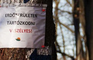 Erdőlátogatási tilalom Somogyban, ha nem szeretne a teríték része lenni