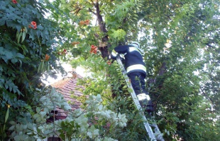 Fákat döntött, ágakat tört le a viharos szél