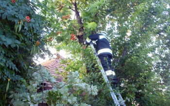 Fákat döntött, ágakat tört le a viharos szél