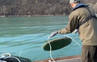 2500 süllőfészket telepítenek a Balatonba