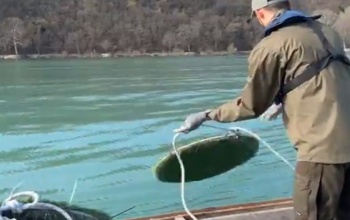 2500 süllőfészket telepítenek a Balatonba