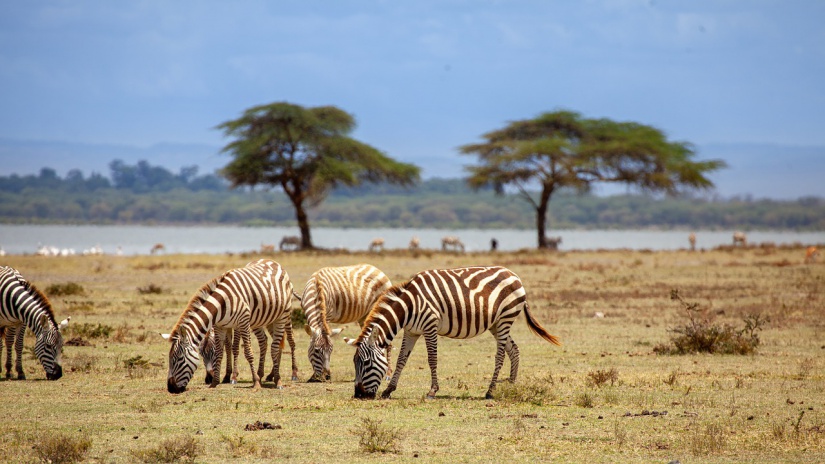 Afrika. Több áram, kevesebb gyerek. Fotó: pixabay.com