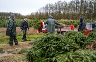 Lesz elég karácsonyfa az idén is az agrárkamara szerint