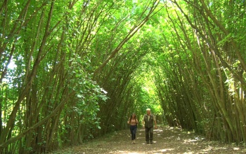 Megnéztük a desedai arborétumot – videó