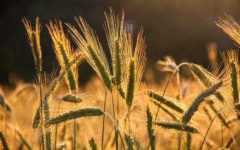 Magyarország megtiltja a mezőgazdasági termékek importját Ukrajnából