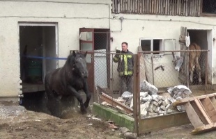 Tűzoltók segítettek kijutni egy lónak egy pincéből a Somogy megyei Heresznyén - VIDEÓ